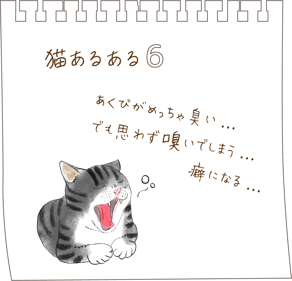 猫あるある０６
